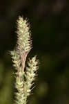 Buxbaum's sedge